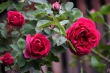 DSC_1202_1920