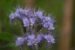 DSC_1206_1920