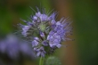 DSC_1207_1920