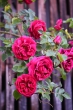 DSC_1228_1920