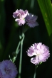DSC_1239_1920