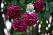 DSC_1261_1920