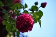 DSC_1271_1920