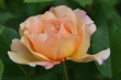 DSC_1310_1920