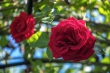 DSC_1346_1920