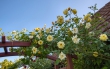 DSC_1360_1920_crop