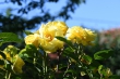 DSC_1417_1920