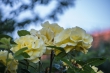 DSC_1446_1920