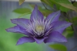 clematis22_1920