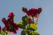 roserosenvorblauemhimmel1920