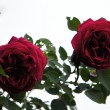 DSC_1191_1920