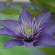 clematis22_1920