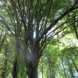 IMG_1069_stitch_1024