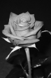 rose1.jpg