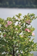 Rosen am See