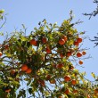Orangenbaum