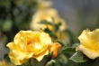 Goldene Rosen