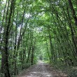 Waldweg Richtung Tiengen