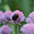 Hummel auf Lauch