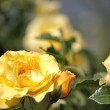 Goldene Rosen