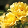 Goldene Rosen