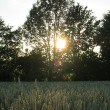 Sonnenglitzer im Baum