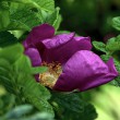 D72_1062_1024