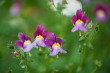 DSC_5061_1920