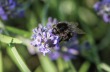 DSC_5086_crop_1920