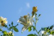 DSC_5089_1920