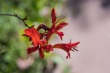 DSC_5126_1920