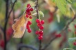 DSC_5205_1920