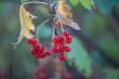 DSC_5210_1920