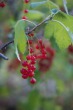 DSC_5215_1920