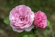 DSC_5250_1920