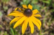 DSC_5447_crop_1920