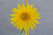 DSC_5449_crop_1920