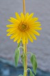 DSC_5451_1920