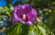 DSC_5465_crop_1920