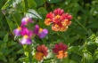 DSC_5467_crop_1920