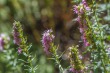 DSC_5471_1920