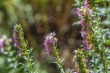 DSC_5474_1920