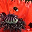 Riesenmohn mit Sumsehummel