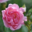 Rosa Röslein Nr. 6