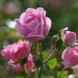 Rosa Röslein Nr. 8