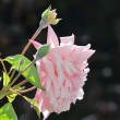 Rosa Rosenblüte Nr. 2