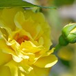 Goldgelbe Rose Nr. 4