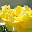 Zitronenrosenblüten