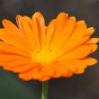 Orange Ringelblume Nr. 2