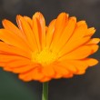 Orange Ringelblume Nr. 2